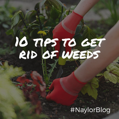 10-tips-to-get-rid-of-weeds