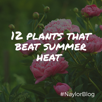 12-plants-that-beat-summer-heat