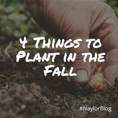 4-Things-Plant-Fall_SQ