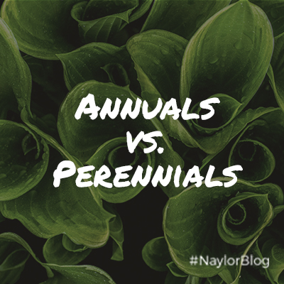 Annuals-vs-Perennials_SQ