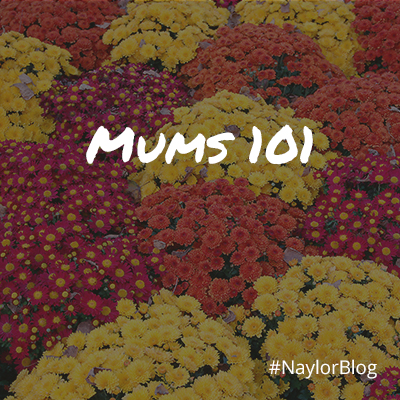 Mums-101_SQ