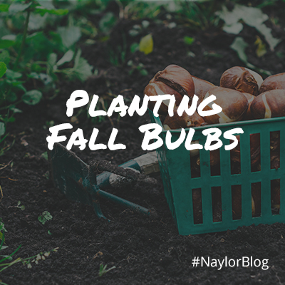 Planting-Fall-Bulbs_SQ