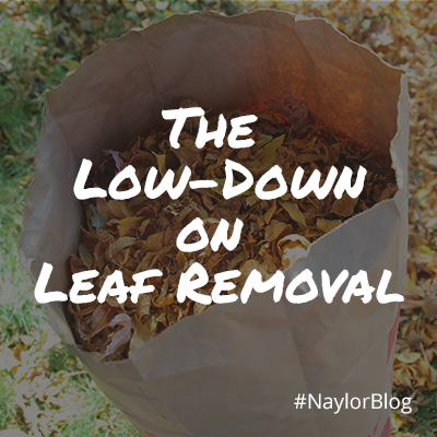 The-Low-Down-on-Leaf-Removal_SQ