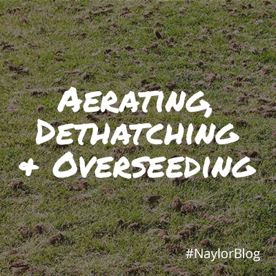 aerating-dethatching-overseeding_sq