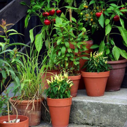 balcony-garden-tips