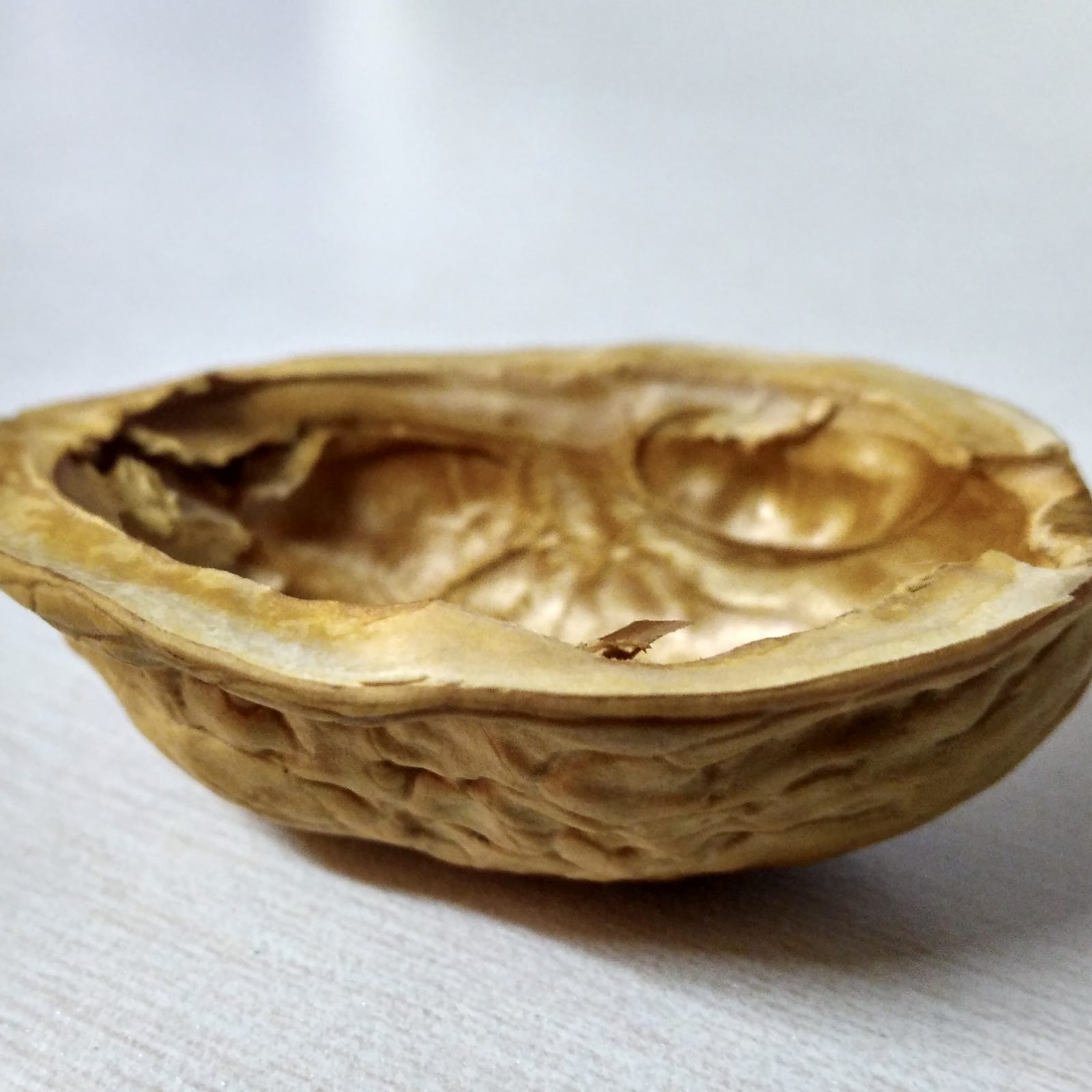 brown-walnut-shell_SQ