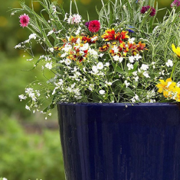 container-garden-tips