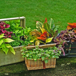 container-garden