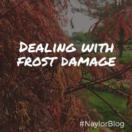 dealing-with-frost-damage