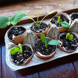 eggshell-planters