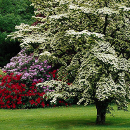 fast-growing-shade-trees