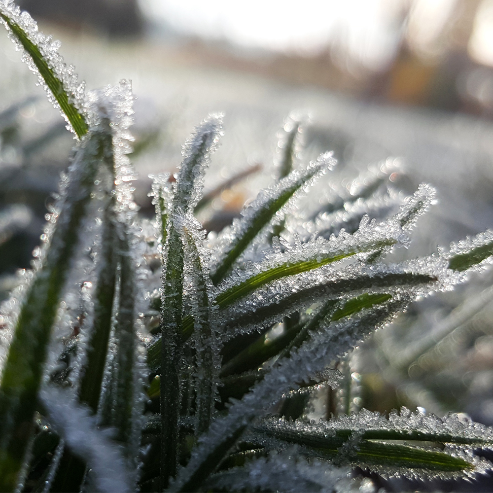 frost-grass-close_SQ