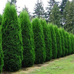 green-shrub-fence