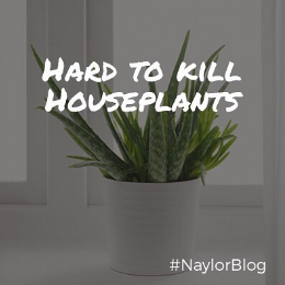 hard-to-kill-houseplants