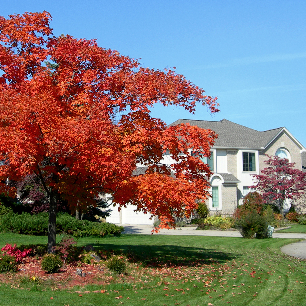 landscape-autumn-fall-tree-leaves-residence-house-neighborhood_SQ