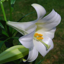 lily-garden