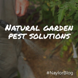 natural-garden-pest-solutions