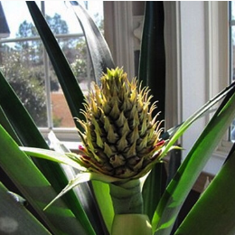 pineapple-plant