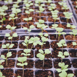 planting-seeds