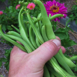 preserving-veggies-after-harvest