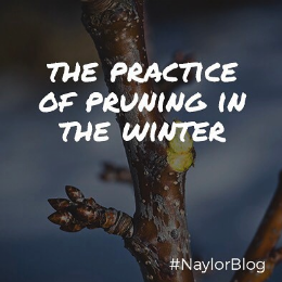 pruning-in-winter