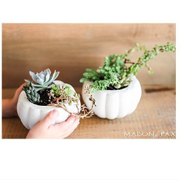 pumpkin-succulent-planter