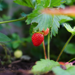 regrow-fruit