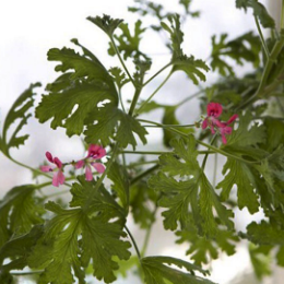 rose-scented-geraniums