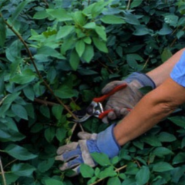 shrub-shaping