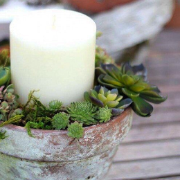 succulent-outdoor-decor