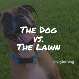 the-dog-vs-the-lawn_sq