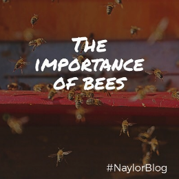 the-importance-of-bees