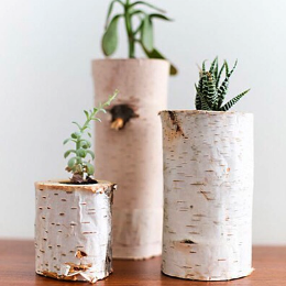 tree-trunk-vases