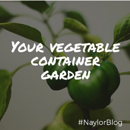 vegetable-container-garden