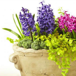 warm-weather-container-gardens