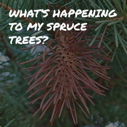 whats-happening-to-my-spruce-trees