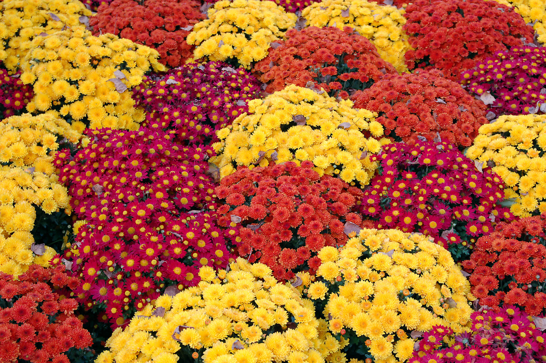 Mums 101 Everything You Need To Know About Fall s Favorite Flower