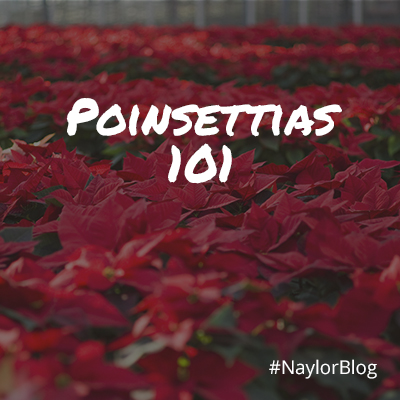 Poinsettias-101_SQ