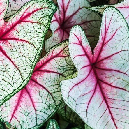 pink-leaf