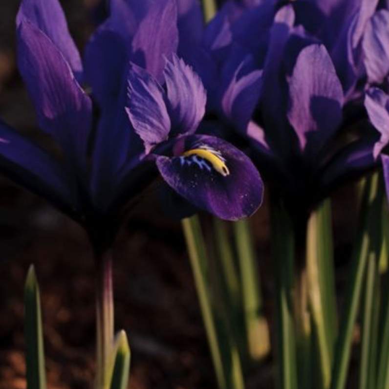 purple flowers-houzz